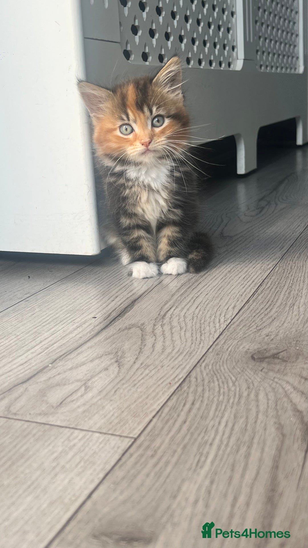 British Longhair cats for sale: 2 female kittens looking for their loving home - Image 2