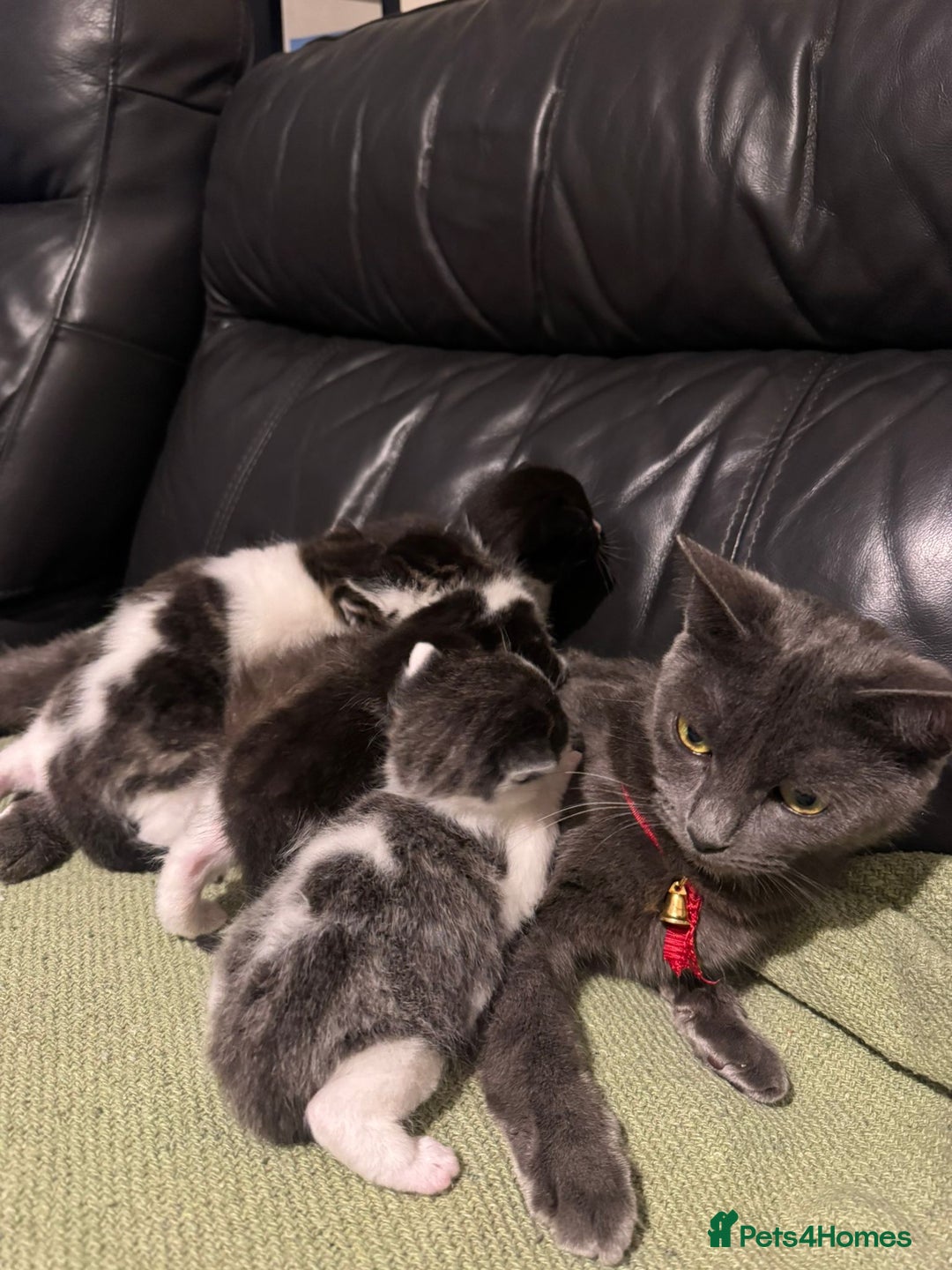 Mixed Breed cats for sale: Russian Blue x Tabby - Advert 10