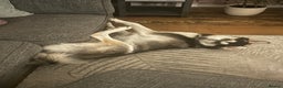 Utonagan dogs for sale: Gorgeous Husky/Malmute looking for new family - Advert 8