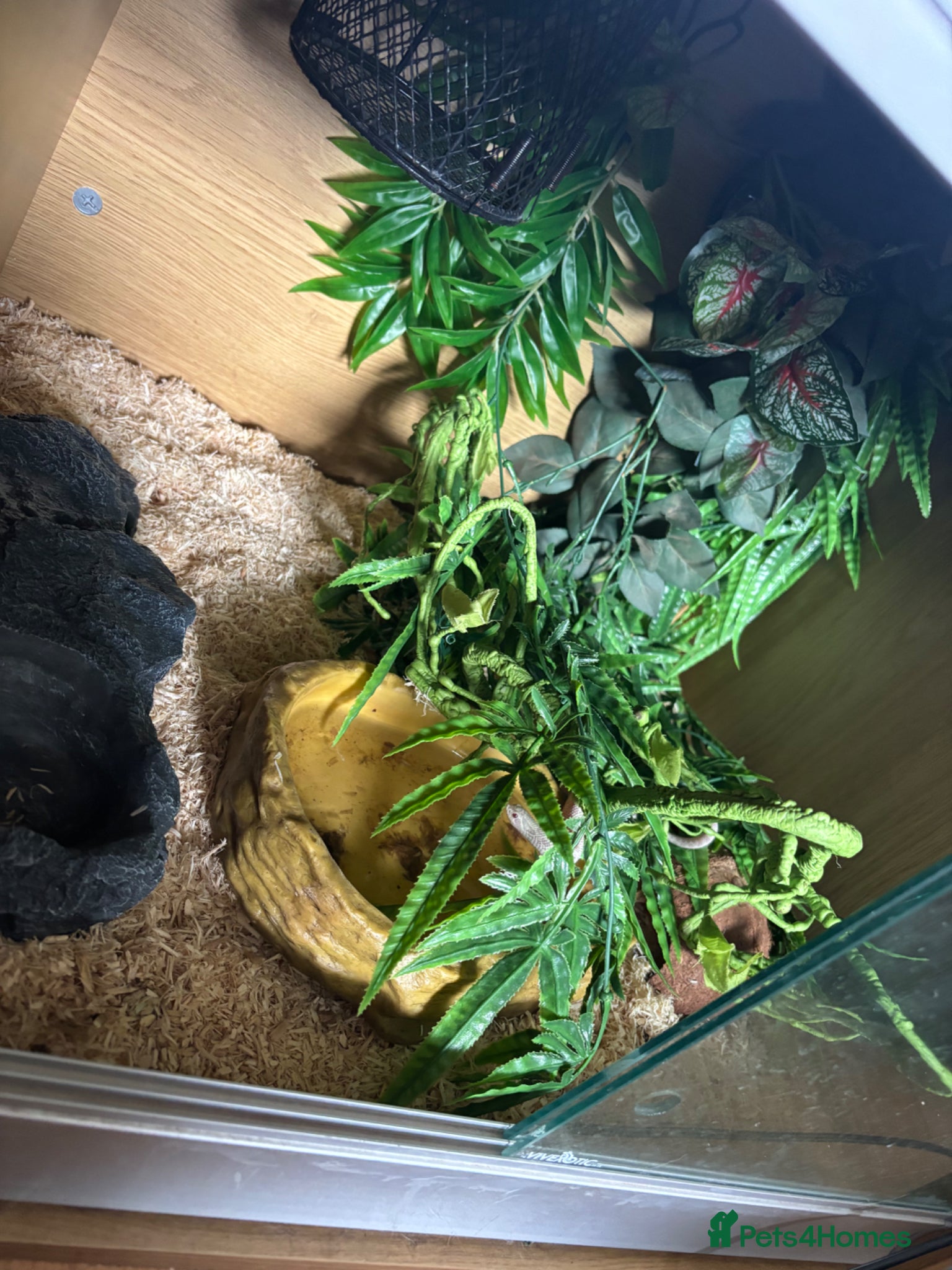 Snake reptiles for sale: Snow hognose  in Warrington - Advert 5