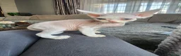 Devon Rex cats for sale: Two Devon Rex kittens for sale!!! - Advert 14