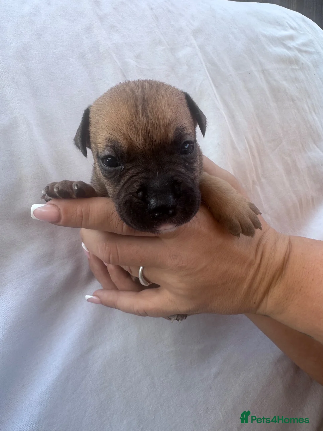 Mixed Breed dogs for sale: Staffordshire bull terrier litter 🐶 in Scunthorpe - Advert 22