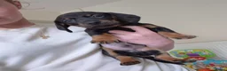Dachshund dogs for sale: 5 Dachshund puppies available  in Bolton - Advert 5