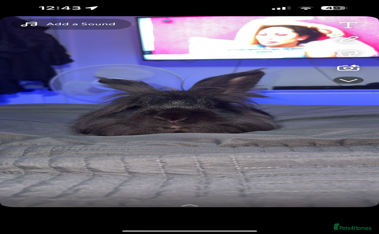 Lionhead rabbits - Advert 4