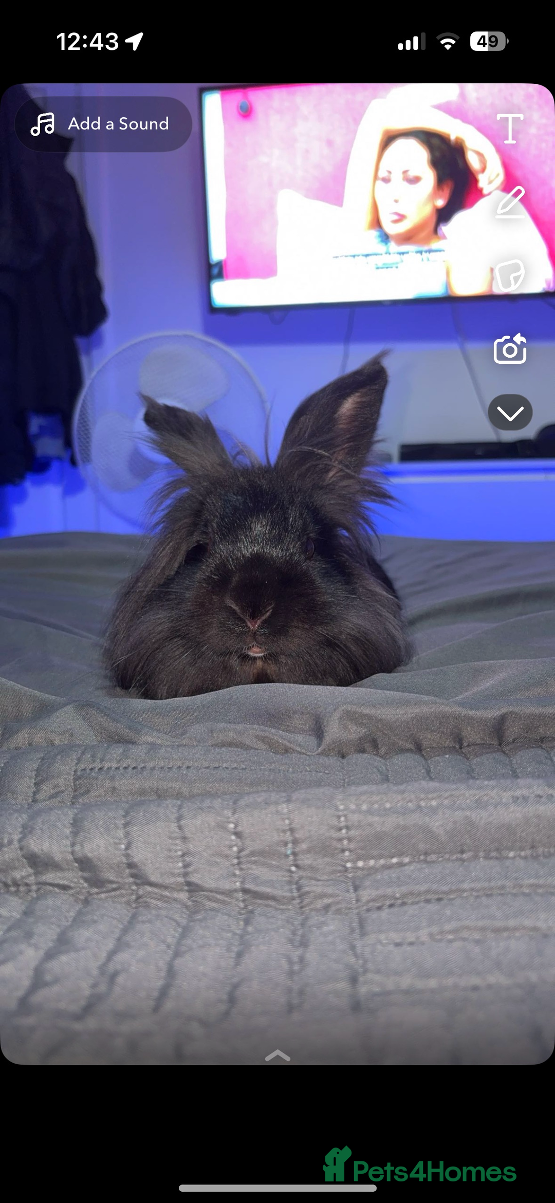 Lionhead rabbits for sale: Male Lionhead rabbit - Image 1