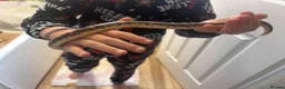 Boa Snake reptiles for sale: Kenyan Sand Boa Snake  in Weymouth - Advert 3