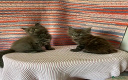 Maine Coon cats for sale: Stunning Maine Coon kittens  - Image 6