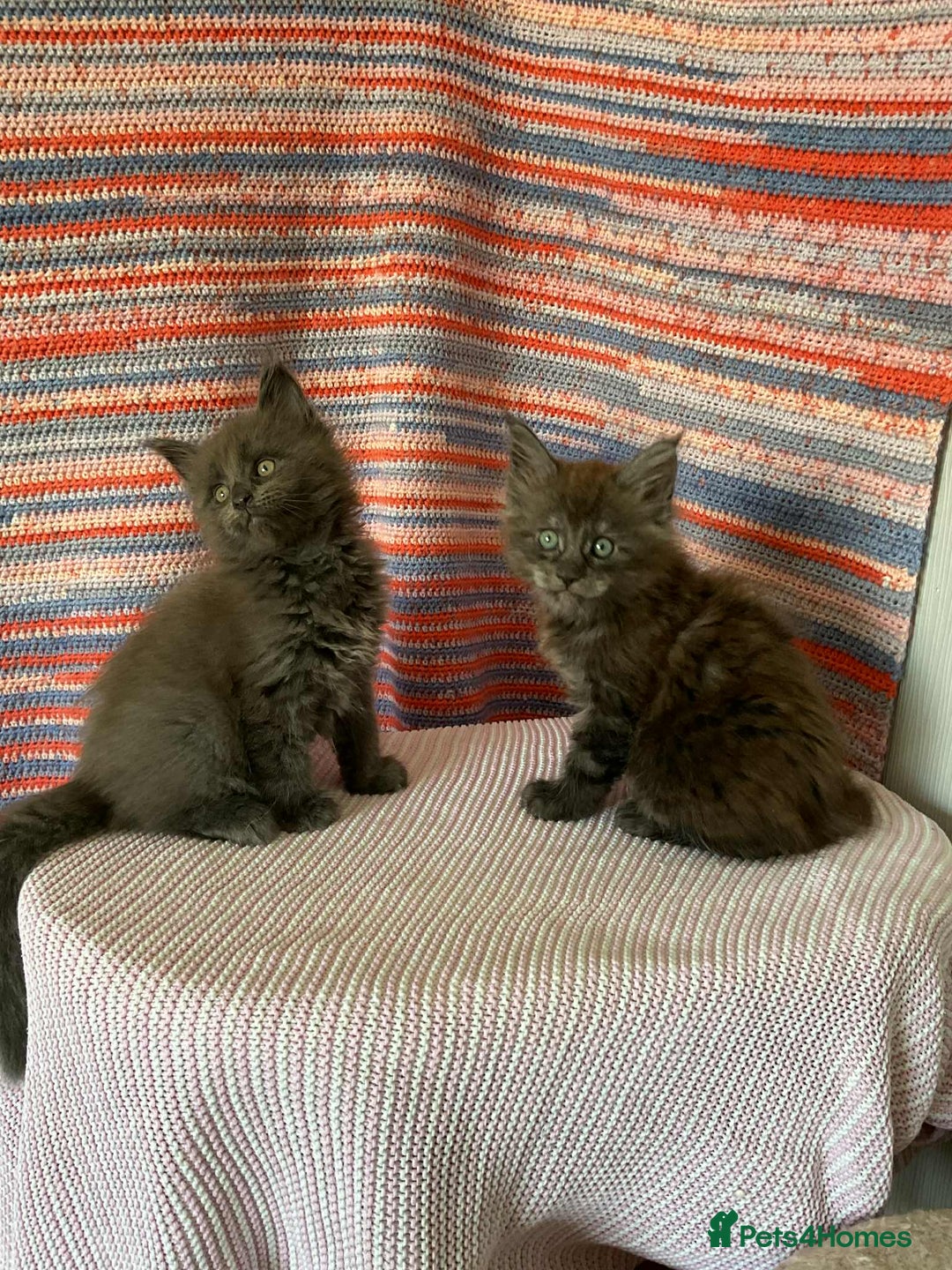 Maine Coon cats for sale: Stunning Maine Coon kittens  - Image 6