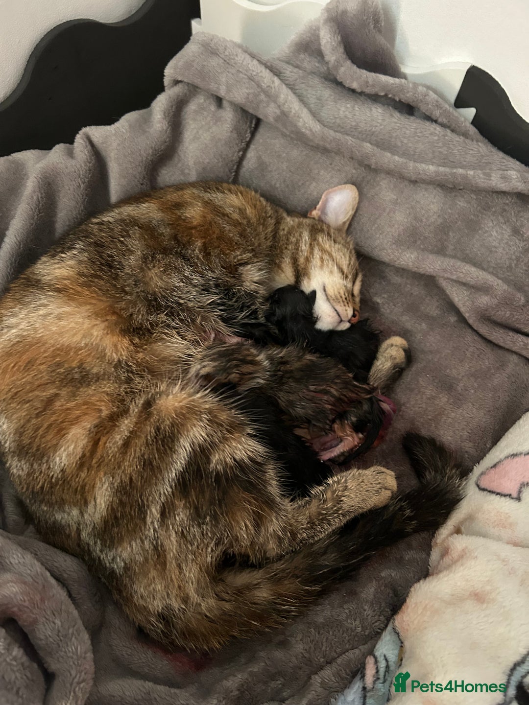 Mixed Breed cats for sale: Beautiful healthy kittens 1x Male and 2x female  - Image 1