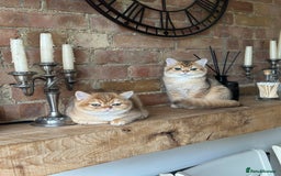 British Shorthair cats for sale: BSH golden kittens - Image 7