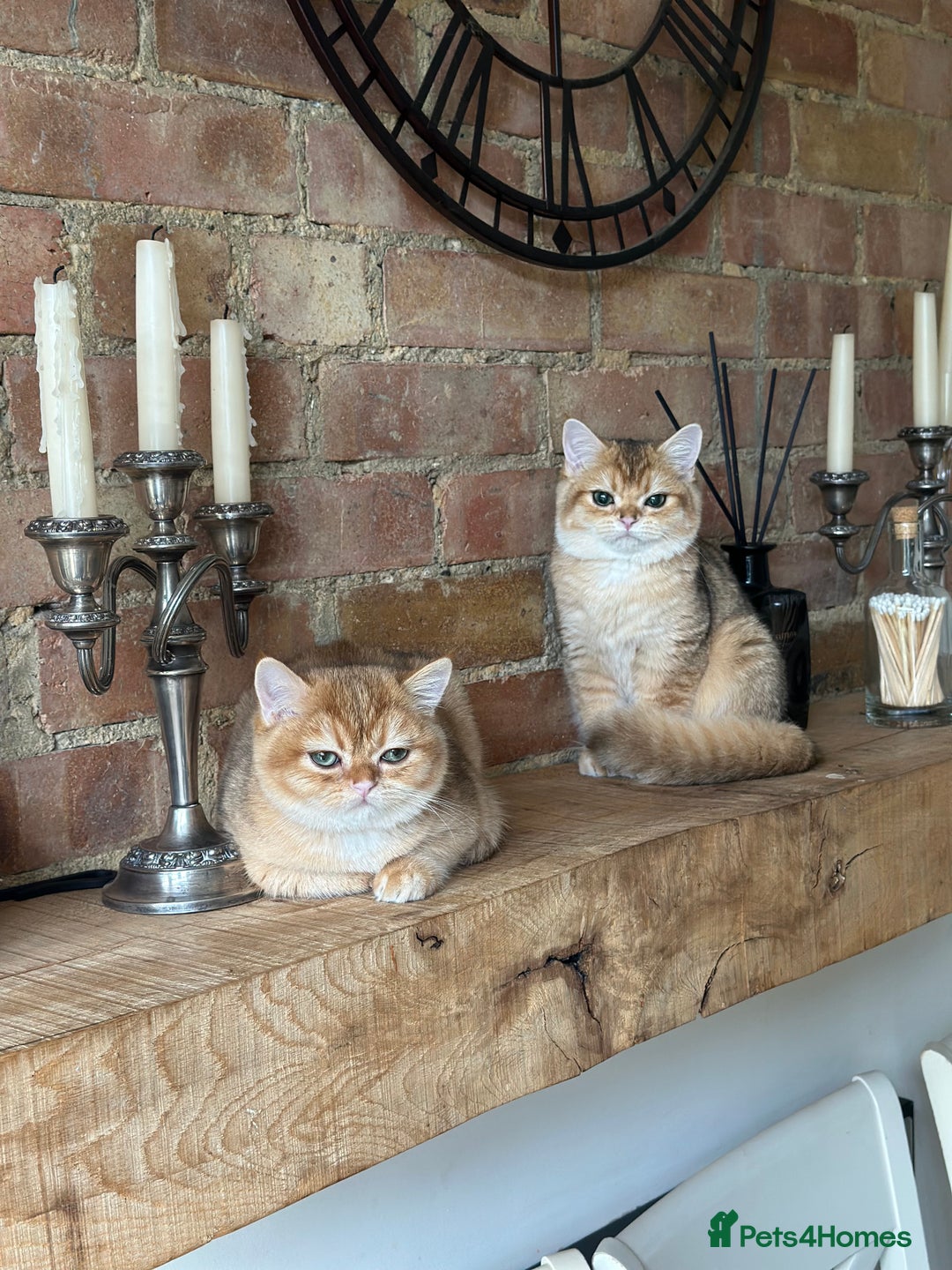 British Shorthair cats for sale: BSH golden kittens - Image 7