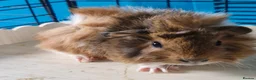 Guinea Pig rodents for sale: Beautiful funky guinea pigs - Advert 17