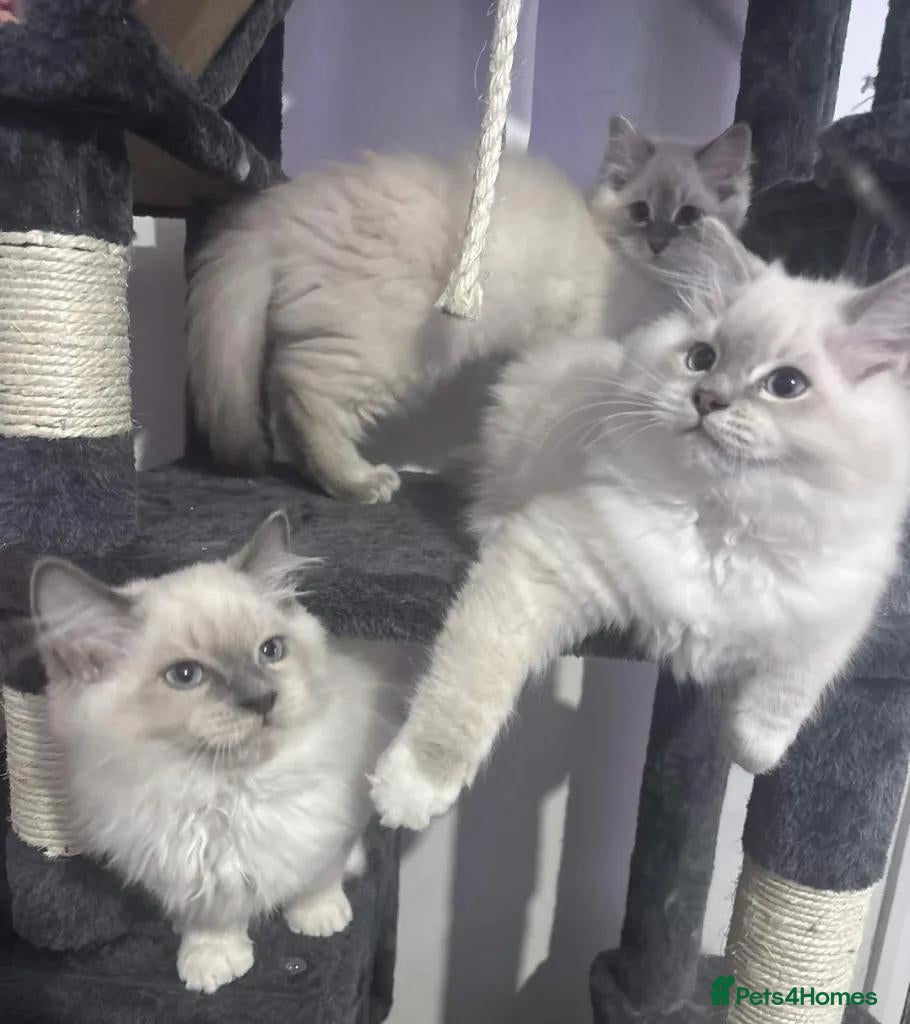 Ragdoll cats 1 Female, 1 Male Purebred Ragdoll, Purebred - Advert 4