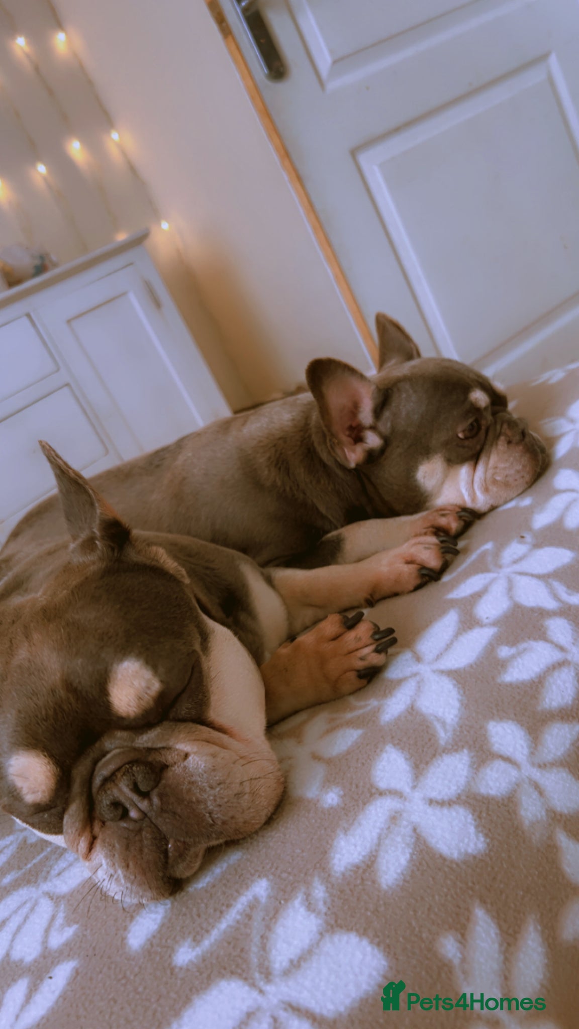 French Bulldog dogs French bulldog mother & daughter  - Advert 1
