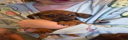 Mixed Breed dogs for sale: Dorkie puppys  - Advert 3