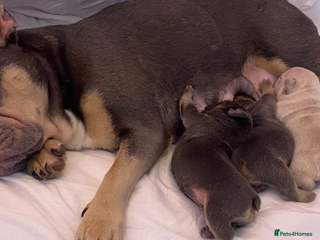 French Bulldog dogs for sale: 🐶 🐾 3 BEAUTIFUL FLUFFY CARRIERS FRENCHIES 🐾 🐶 - Advert 2