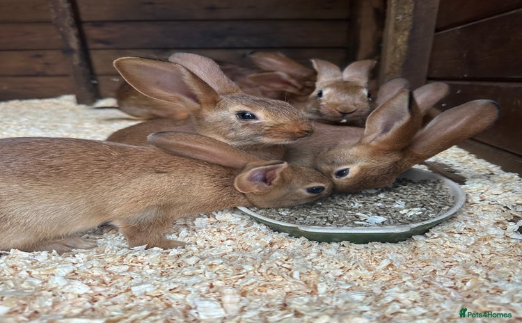 Belgian Hares rabbits - Advert 1