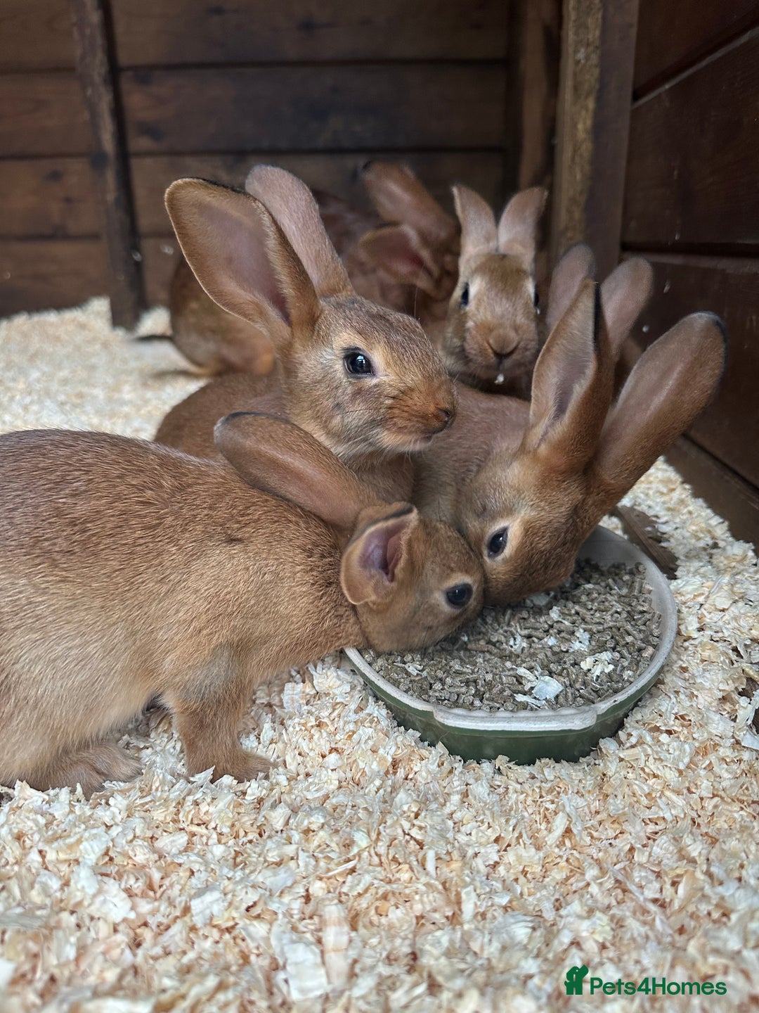 Belgian Hares rabbits for sale: Belgian Hares - Cheshire  - Image 1