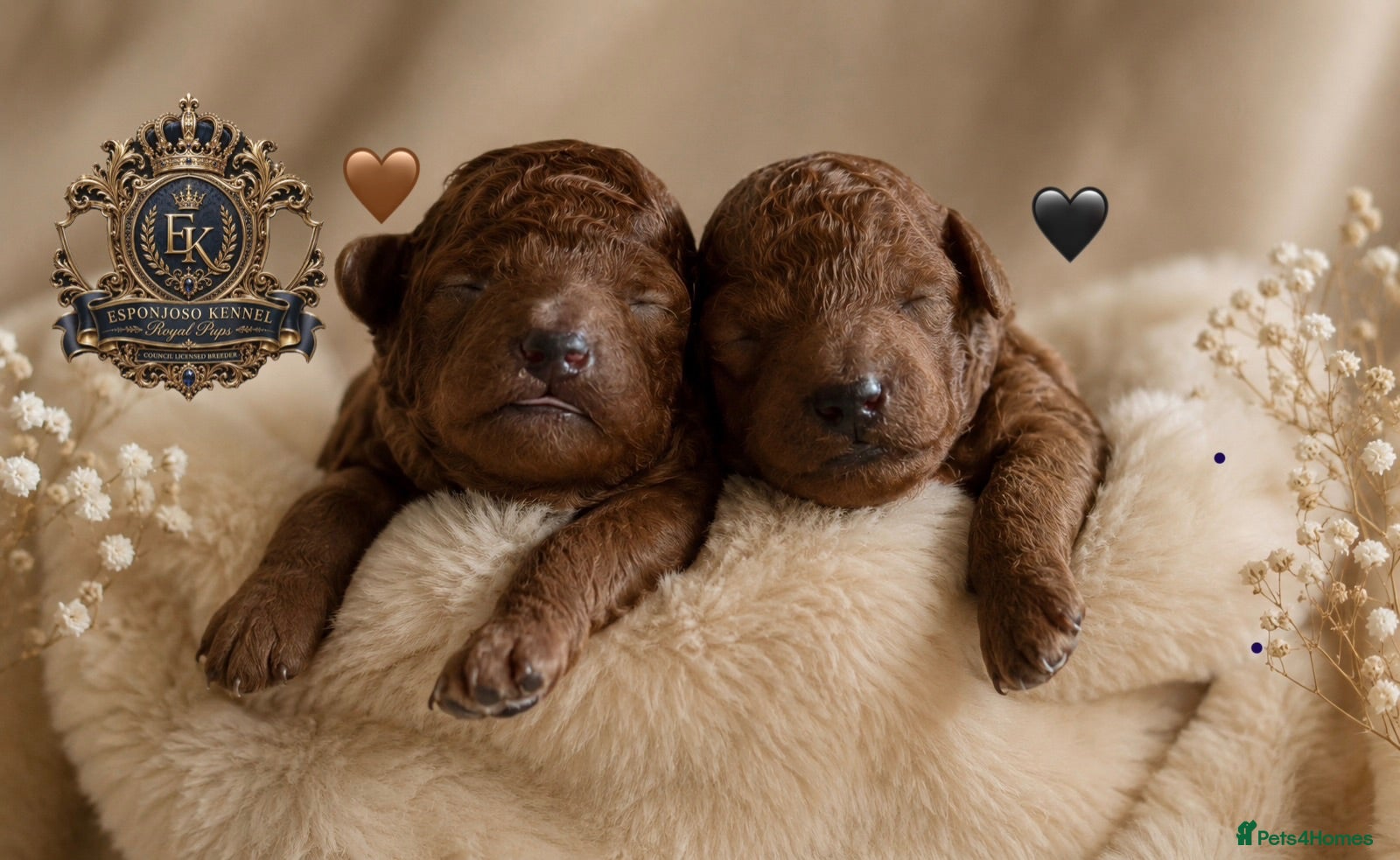 Toy Poodle dogs 🤎👑 ESPONJOSO tiny Half Asian Toy Poodles 👑🤎 - Advert 7