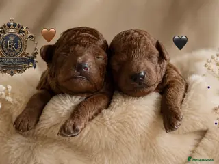 Toy Poodle dogs 🤎👑 ESPONJOSO tiny Half Asian Toy Poodles 👑🤎 - Advert 4