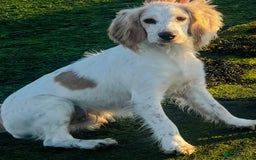 Cocker Spaniel dogs for sale: Adorable cocker spaniel lookingforhis forever home - Image 4