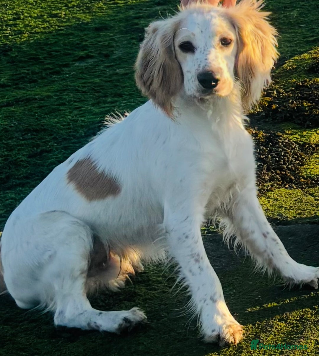 Cocker Spaniel dogs for sale: Adorable cocker spaniel lookingforhis forever home - Image 4