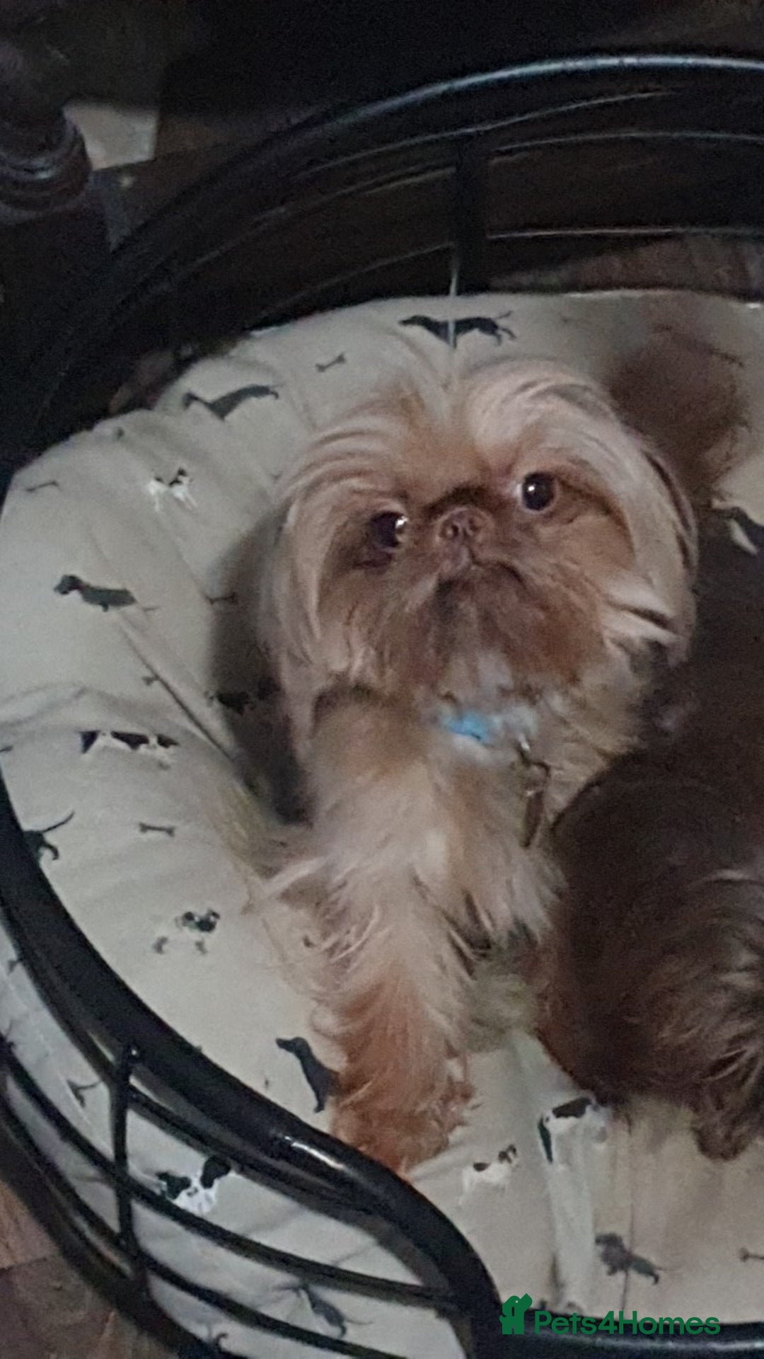 Shih Tzu dogs for stud: imperial orange/gold 1.7kg tiny boy for stud - Advert 1