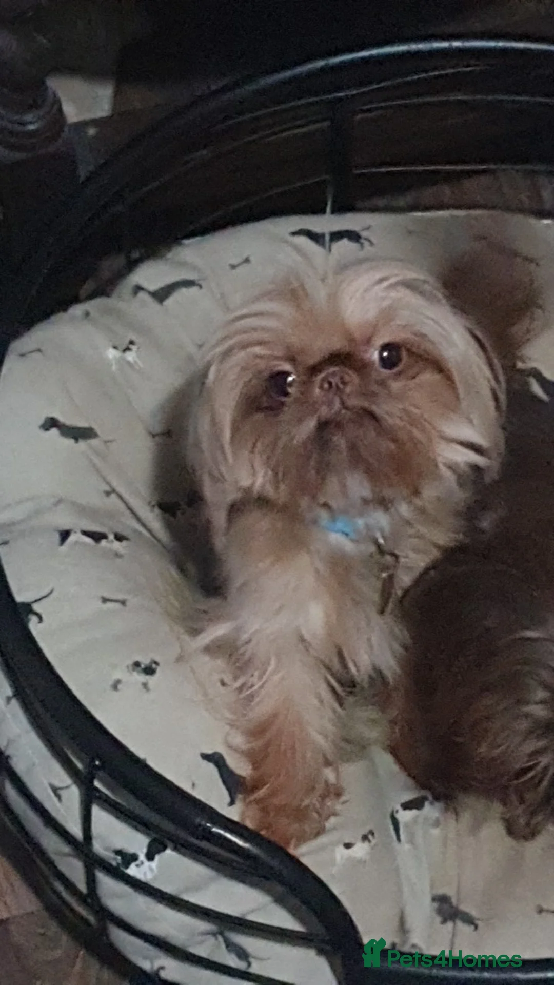 Shih Tzu dogs for stud: imperial orange/gold 1.7kg tiny boy for stud - Advert 1