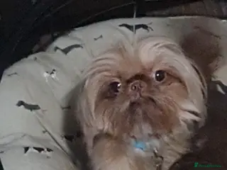 Shih Tzu dogs imperial orange/gold 1.7kg tiny boy for stud - Advert 4