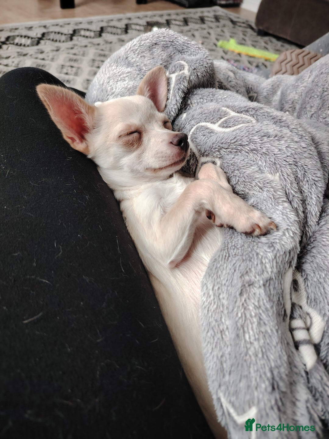 Chihuahua dogs for sale: Deer head chihuahua  - Advert 8