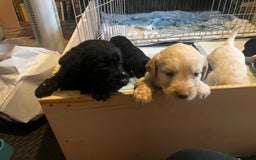 Labrador Retriever dogs for sale: Labrador puppies - Image 13