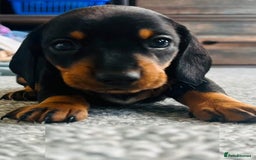 Miniature Dachshund dogs for sale: ✅Adorable nice Mini dachshund for sale✅✅ - Image 6