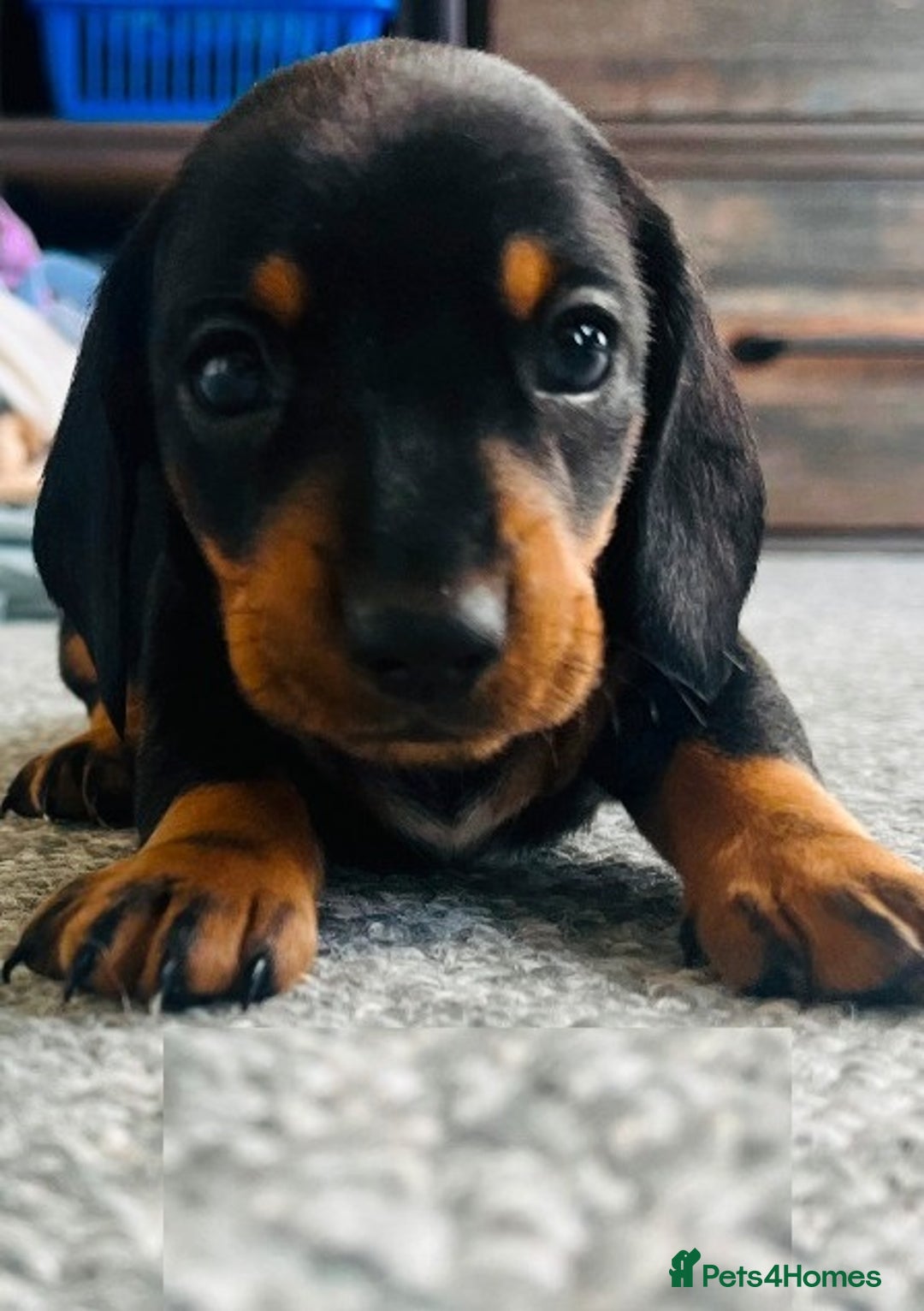 Miniature Dachshund dogs for sale: ✅Adorable nice Mini dachshund for sale✅✅ - Image 6