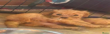 Cavapoo 2