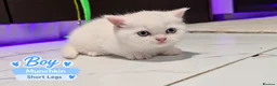 Munchkin cats for sale: Munchkin Kittens. Munchkin cross Scottish Straight - Advert 3