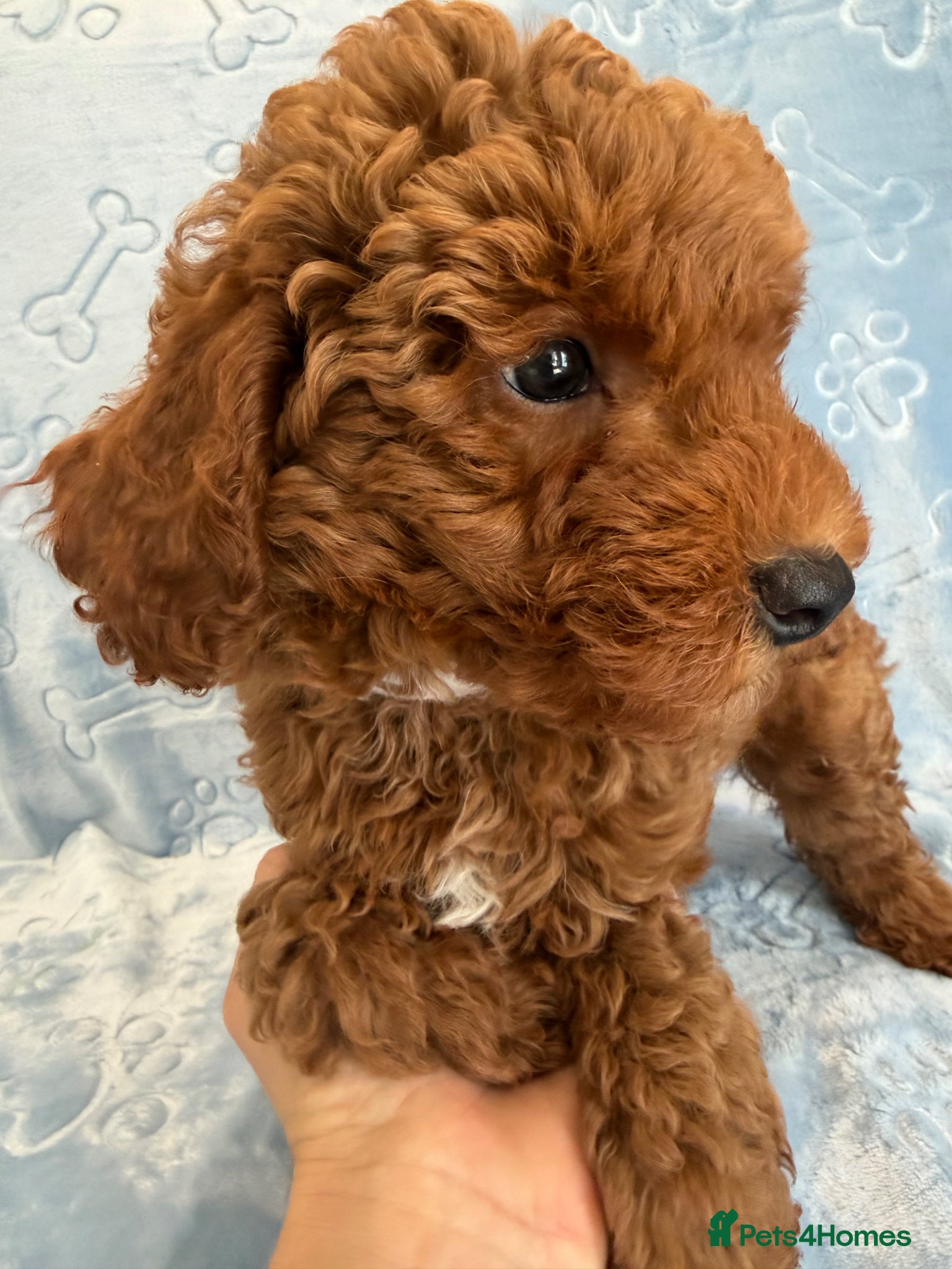 Toy Poodle dogs Beautiful health tested toy poodles  - Advert 2