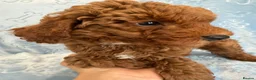 Toy Poodle dogs for sale: Beautiful health tested toy poodles  - Advert 3