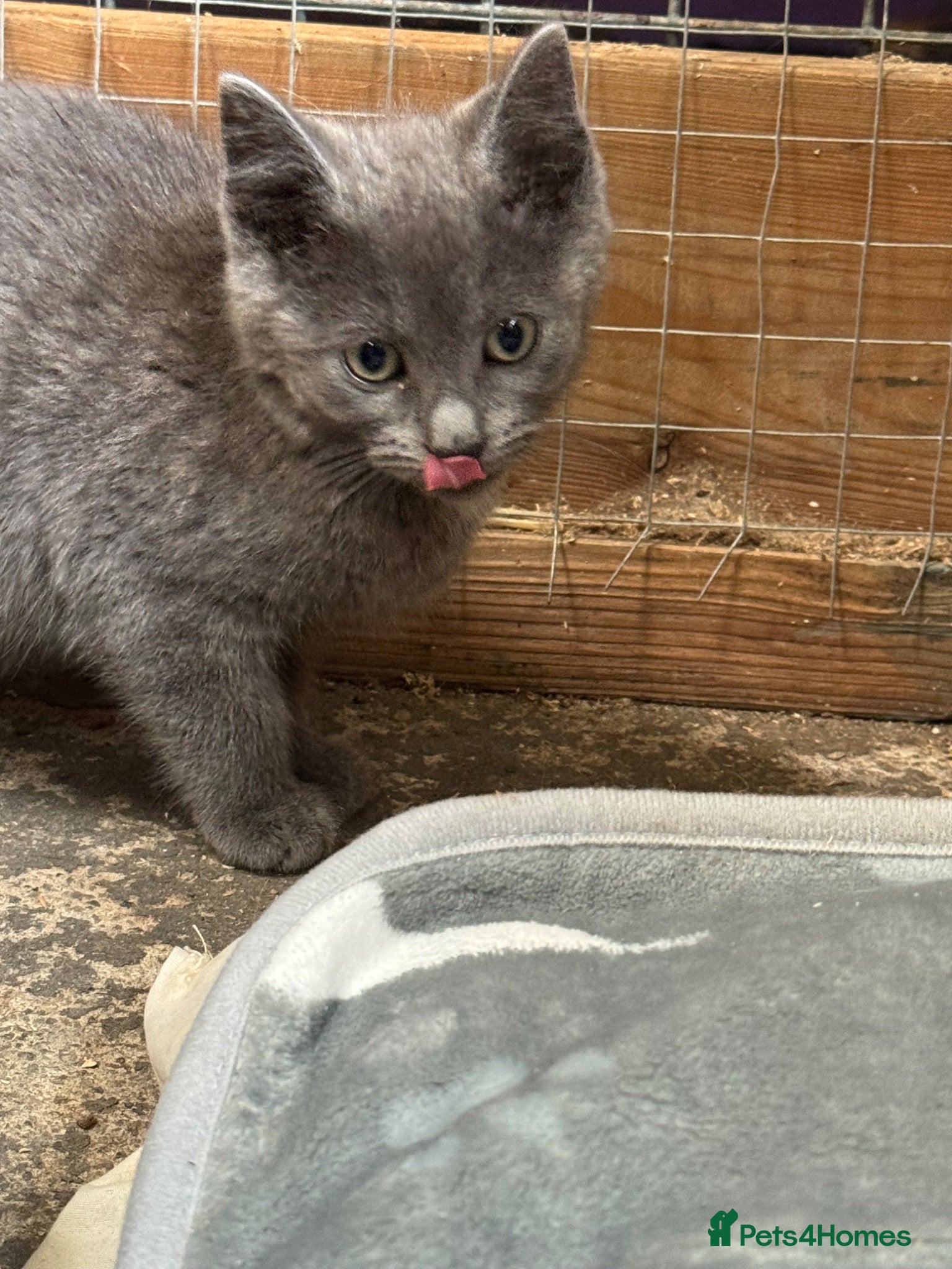 British Shorthair cats Kittens for sale - Advert 1