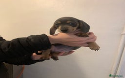 Miniature Dachshund dogs for sale: Reduced!!K.C miniature daschunds Ready to go!! - Image 16
