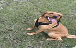 Labrador Retriever dogs for sale: Labrador Retriever  - Image 4