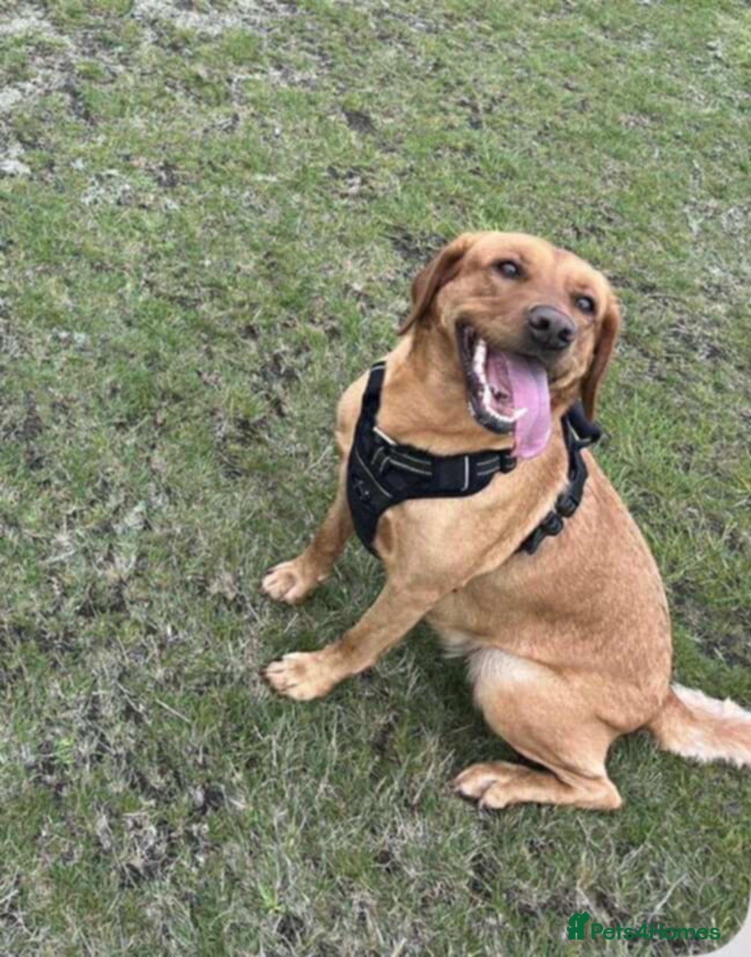 Labrador Retriever dogs for sale: Labrador Retriever  - Image 4