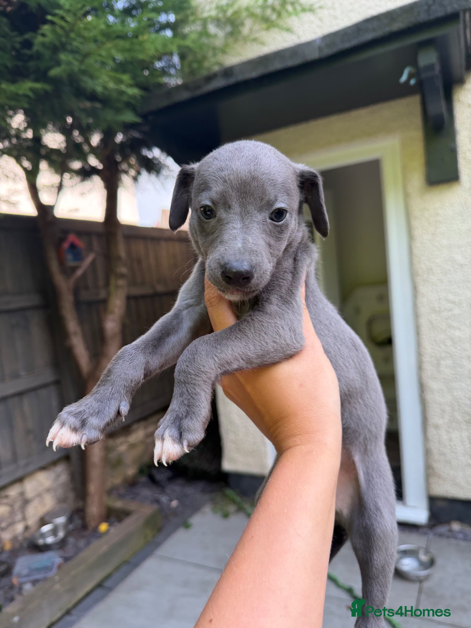 Whippet dogs KC REGISTERED BLUE WHIPPET BITCH  - Advert 13