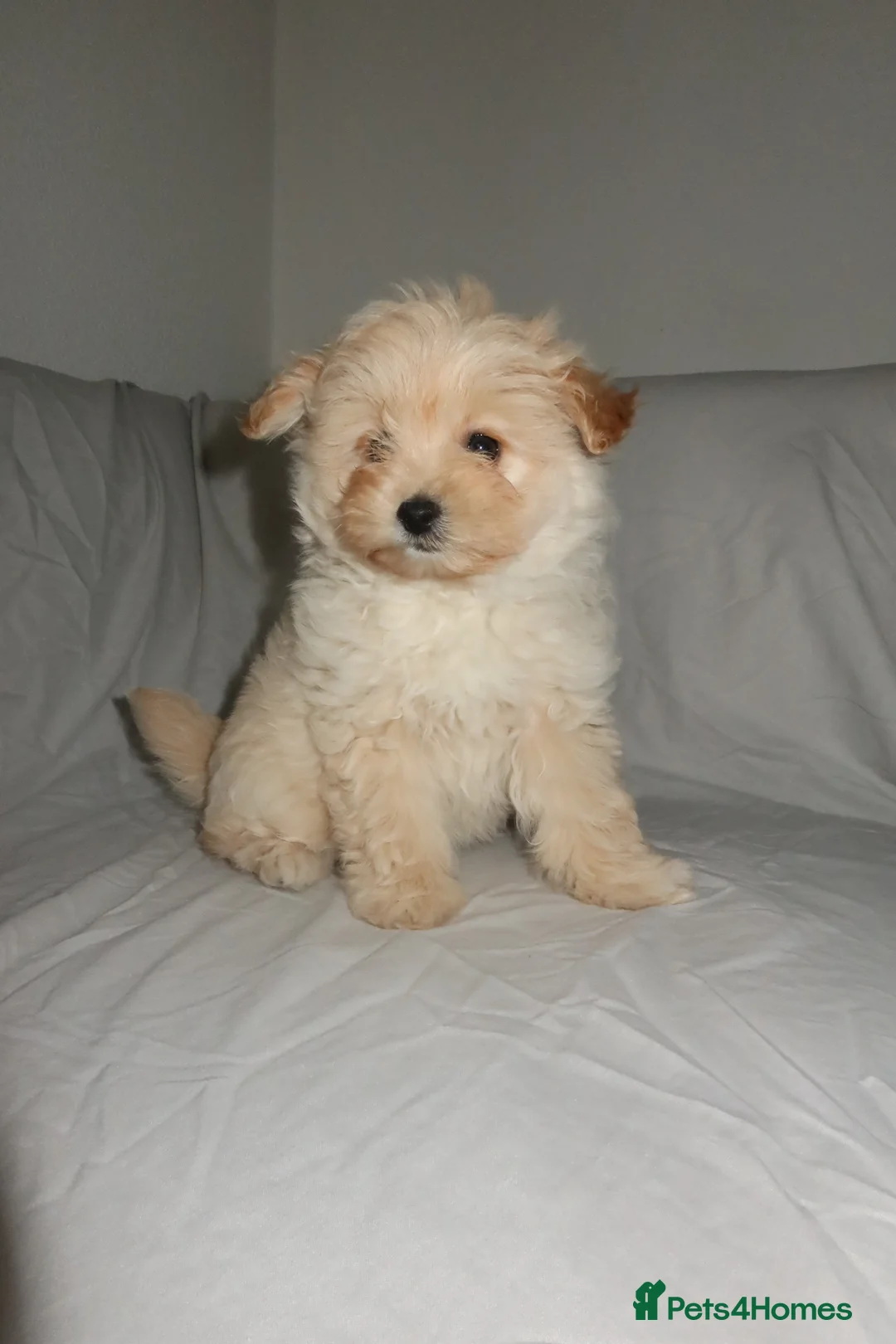 Pomapoo dogs for sale: Pomapoo puppy  - Advert 4