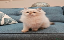 Scottish Fold cats for sale: Excellent Scottish straight kittens  - Advert 31