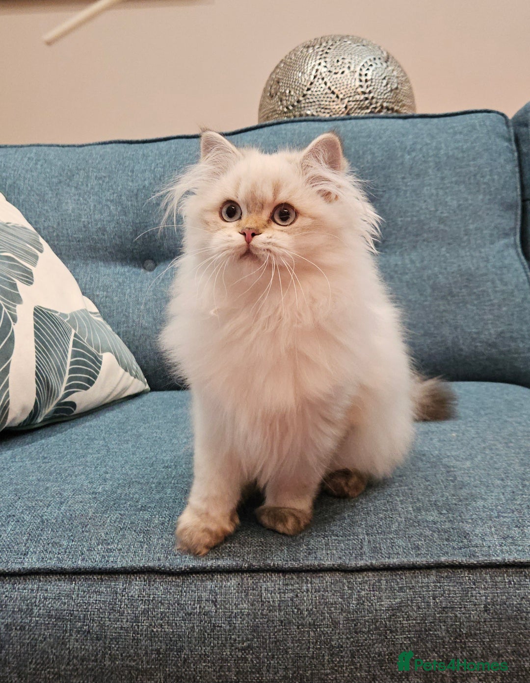 Scottish Fold cats for sale: Excellent Scottish straight kittens  - Advert 31