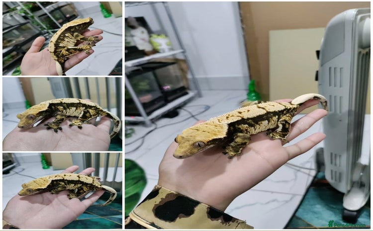 Gecko reptiles in Southall - Advert 14