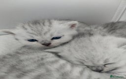 British Shorthair cats for sale: British short hair kittens  - Image 2