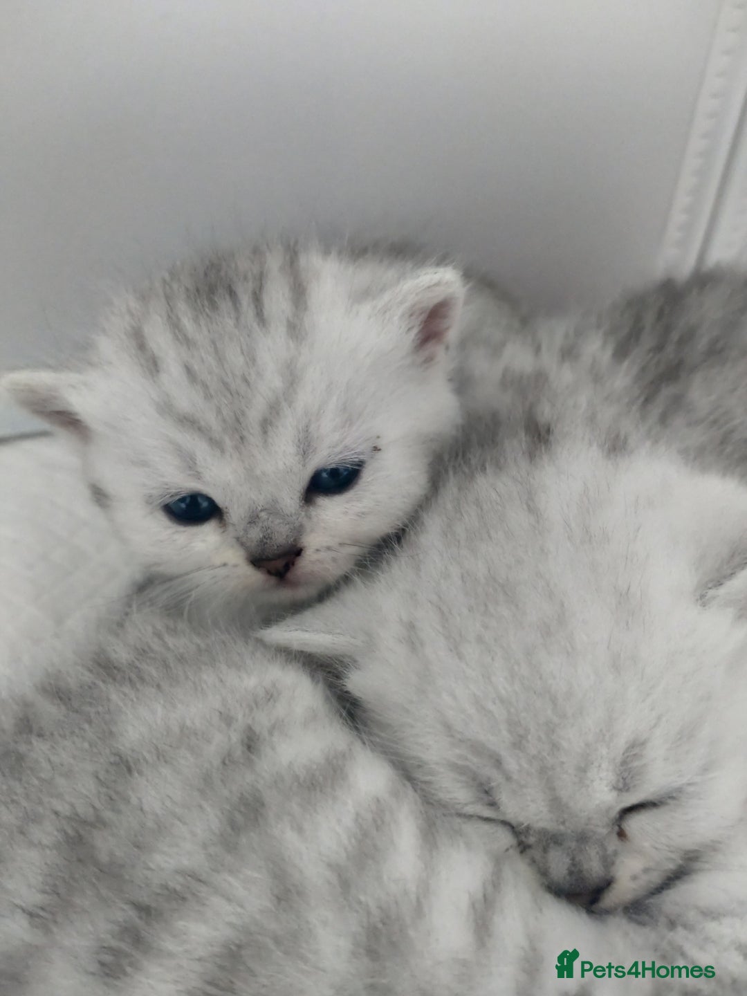 British Shorthair cats for sale: British short hair kittens  - Image 2