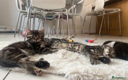 Mixed Breed cats for sale: 5 Adorable Mixed Breed Kittens - Image 30