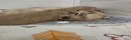 Goldendoodle dogs for sale: Multige. Goldendoodle Puppies. Parents DNA clear!! - Advert 14